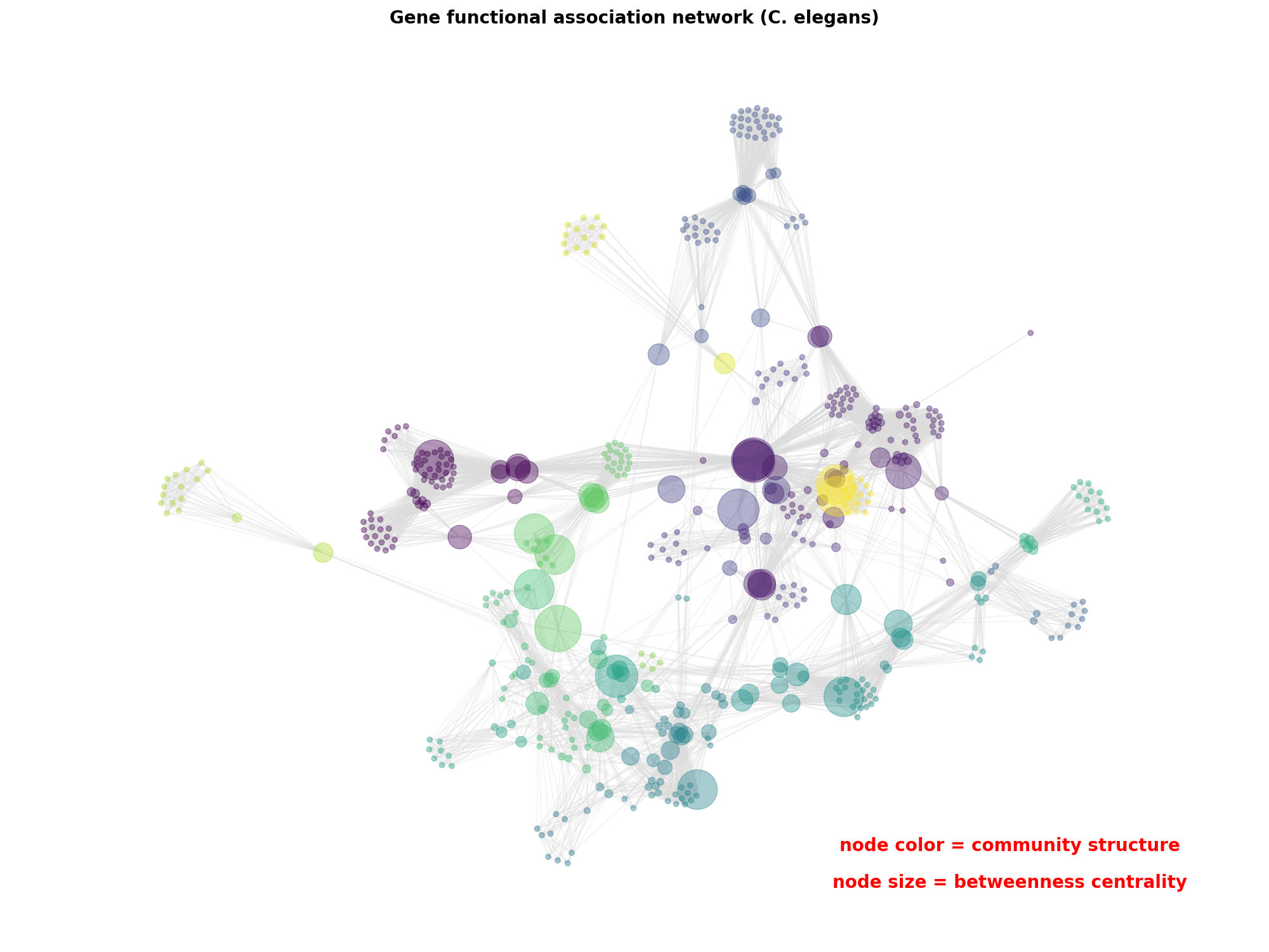 Gene functional association network (C. elegans)