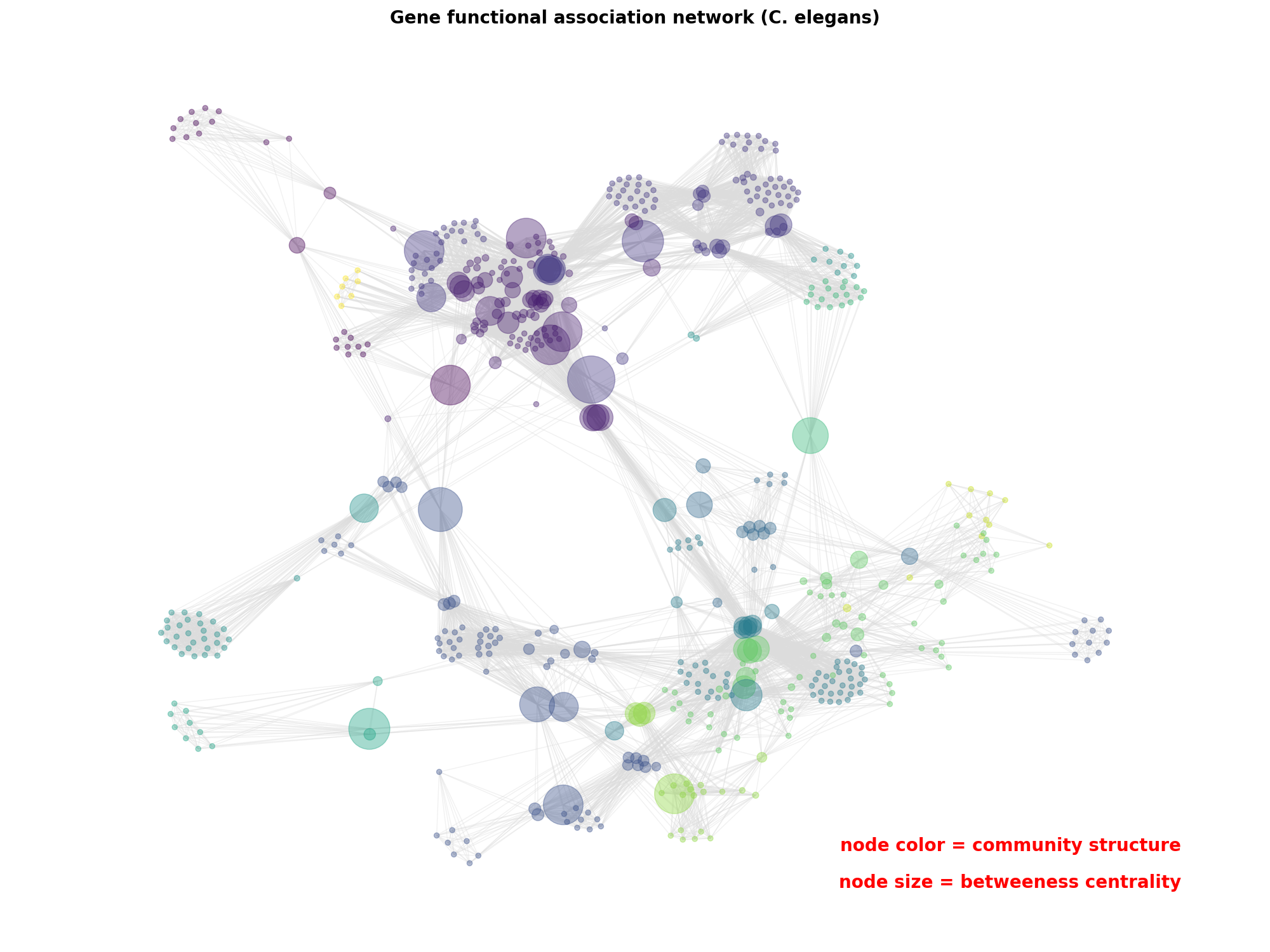 Gene functional association network (C. elegans)