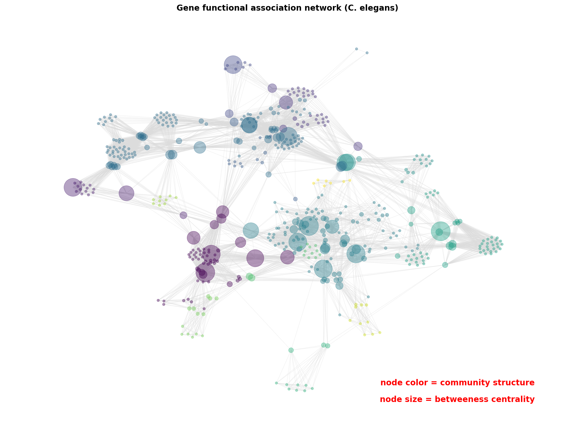 Gene functional association network (C. elegans)