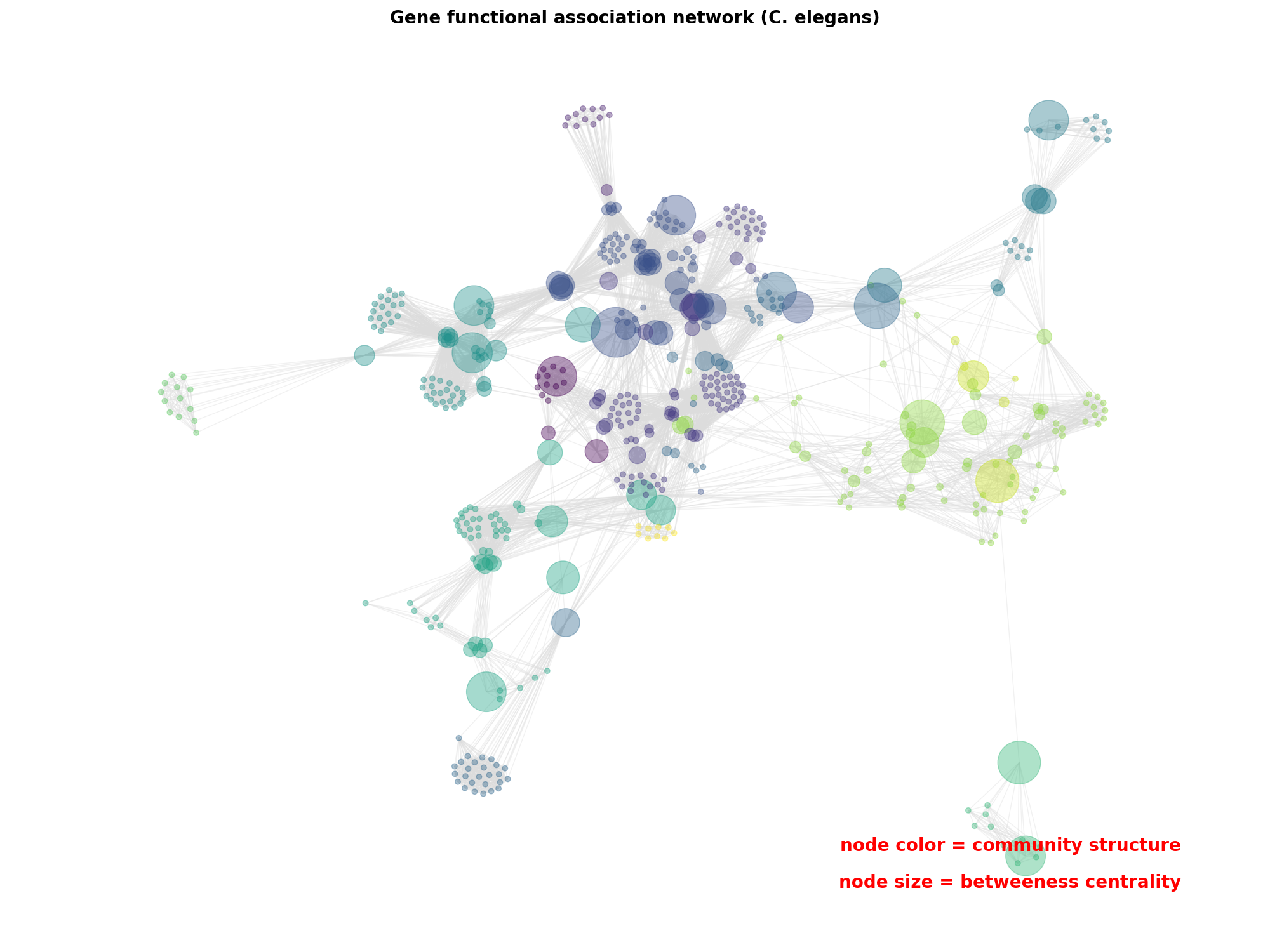 Gene functional association network (C. elegans)