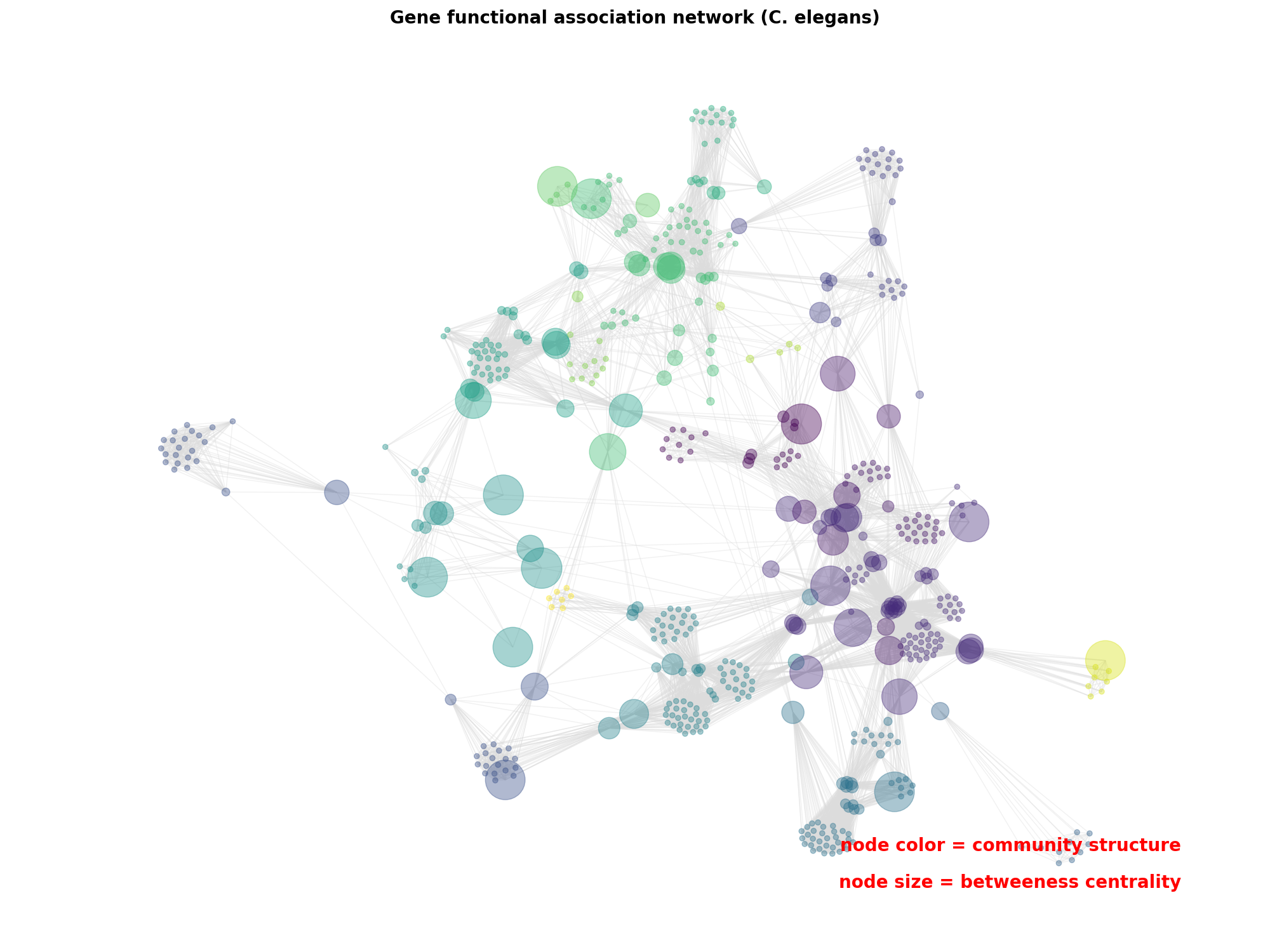 Gene functional association network (C. elegans)