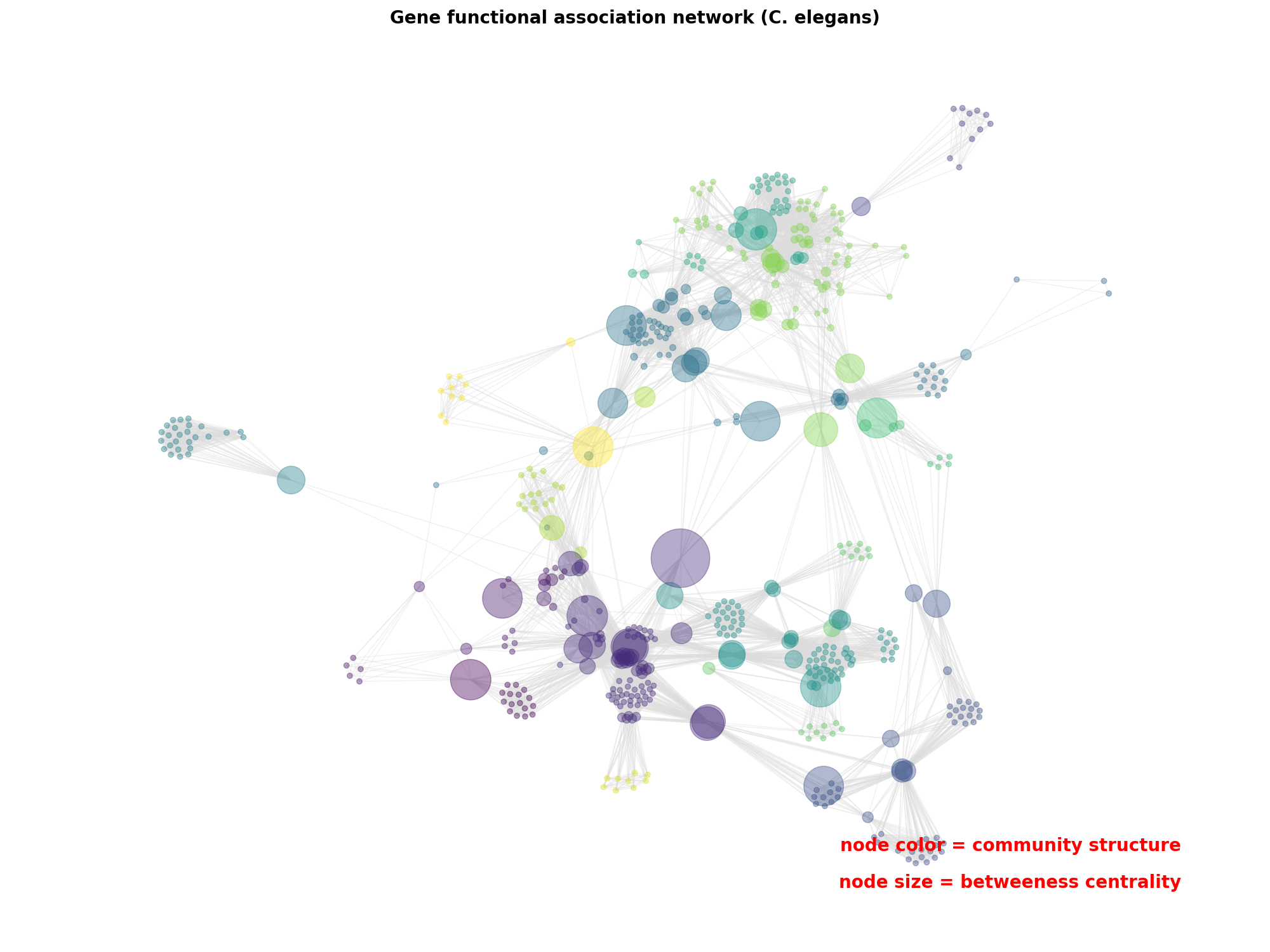 Gene functional association network (C. elegans)