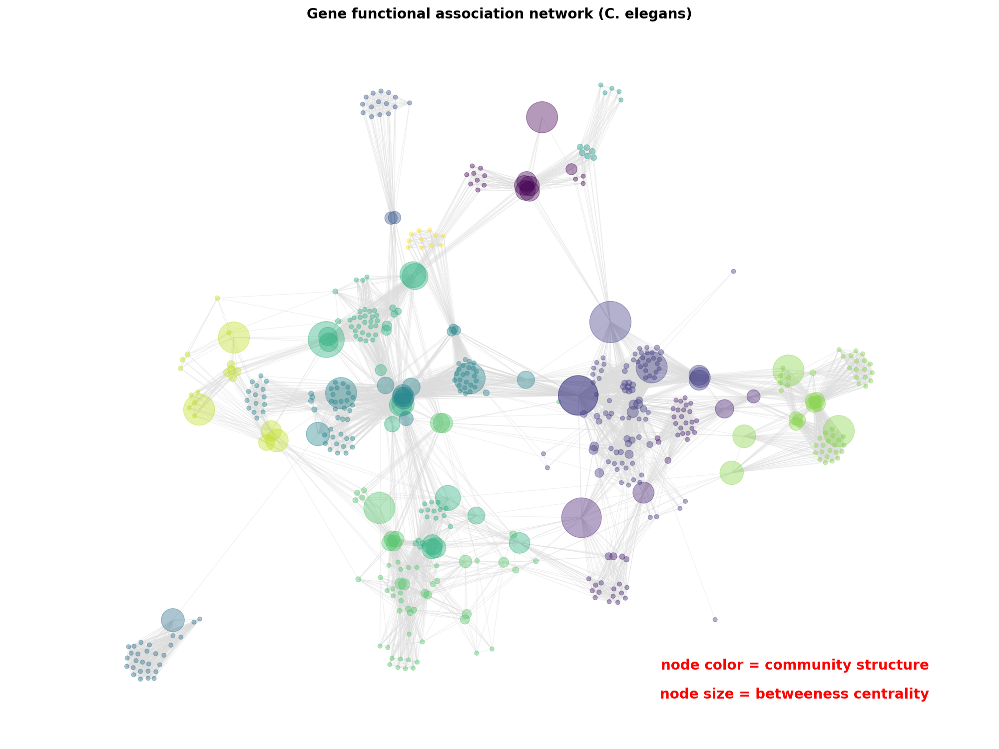 Gene functional association network (C. elegans)