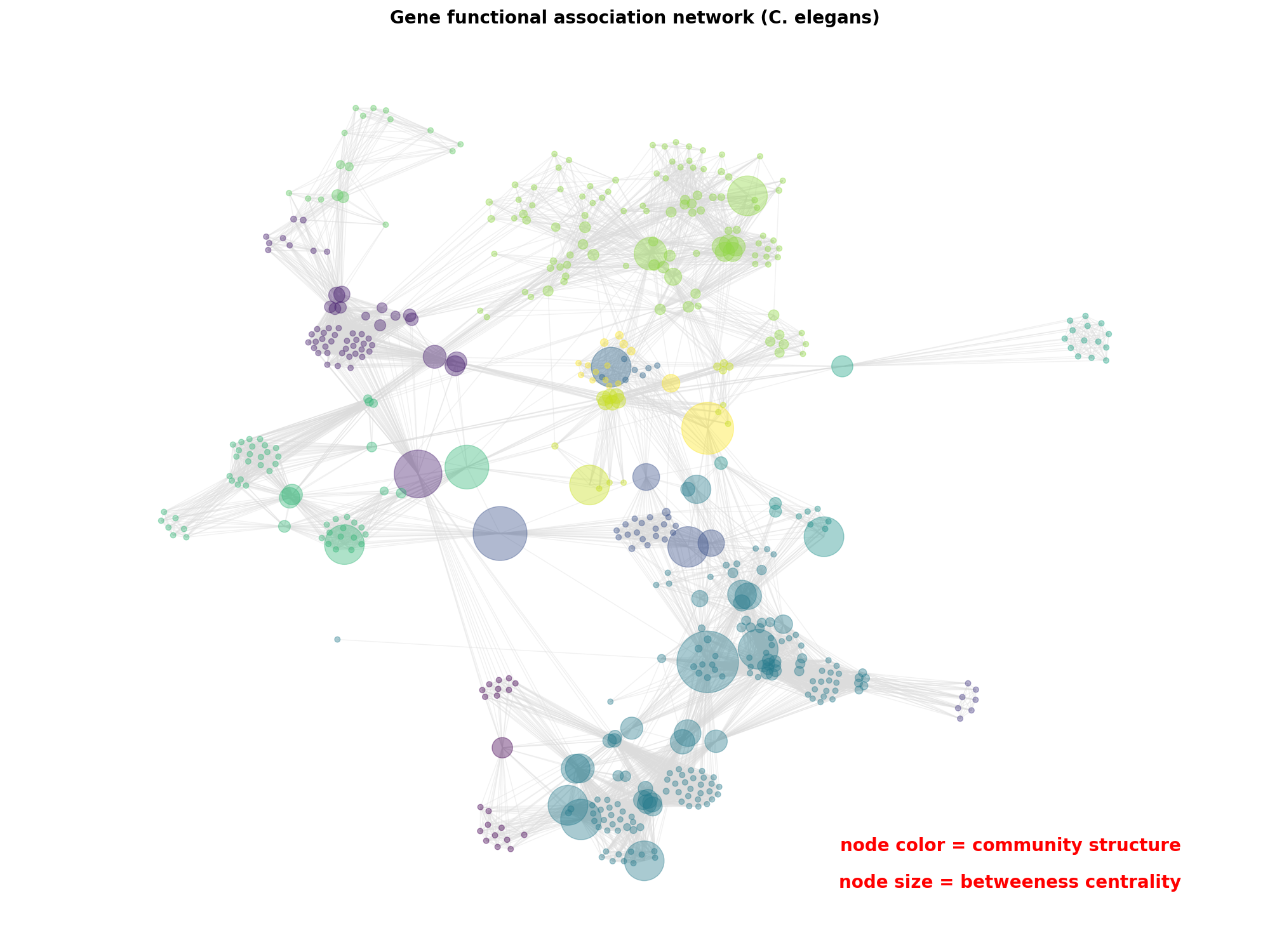 Gene functional association network (C. elegans)