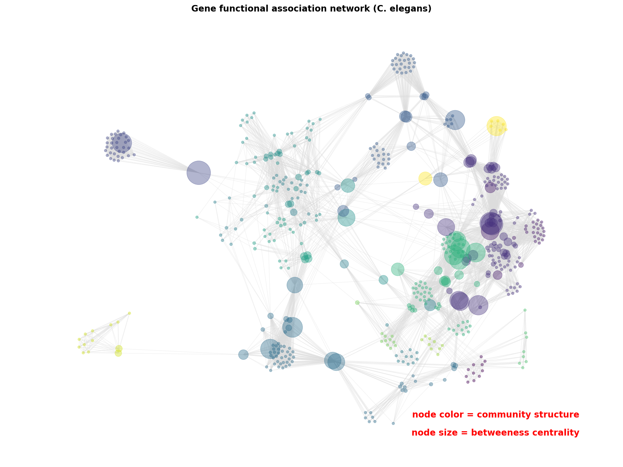 Gene functional association network (C. elegans)