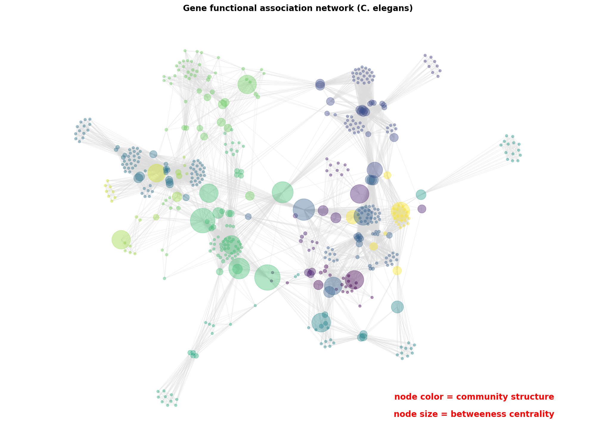 Gene functional association network (C. elegans)