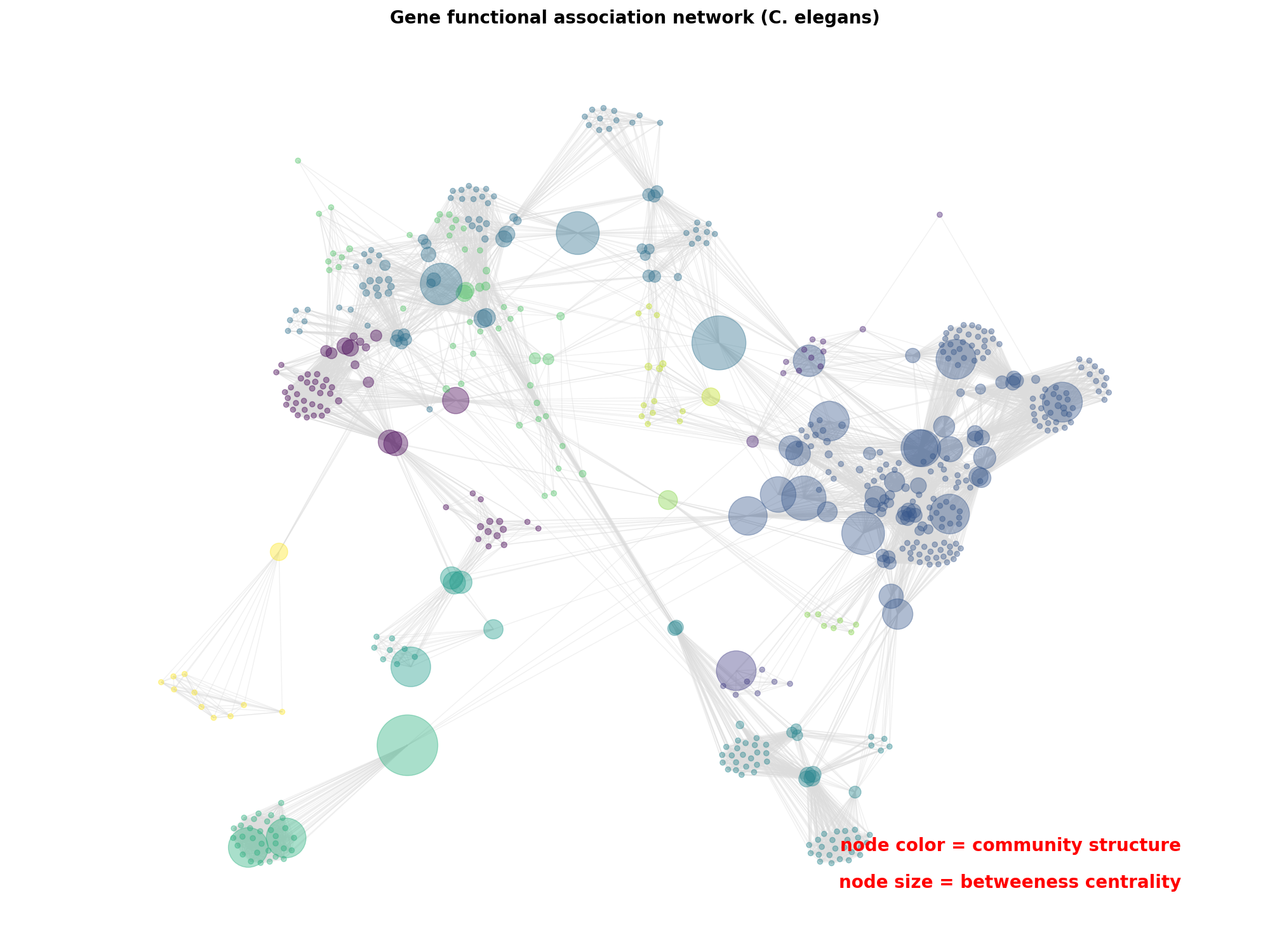 Gene functional association network (C. elegans)