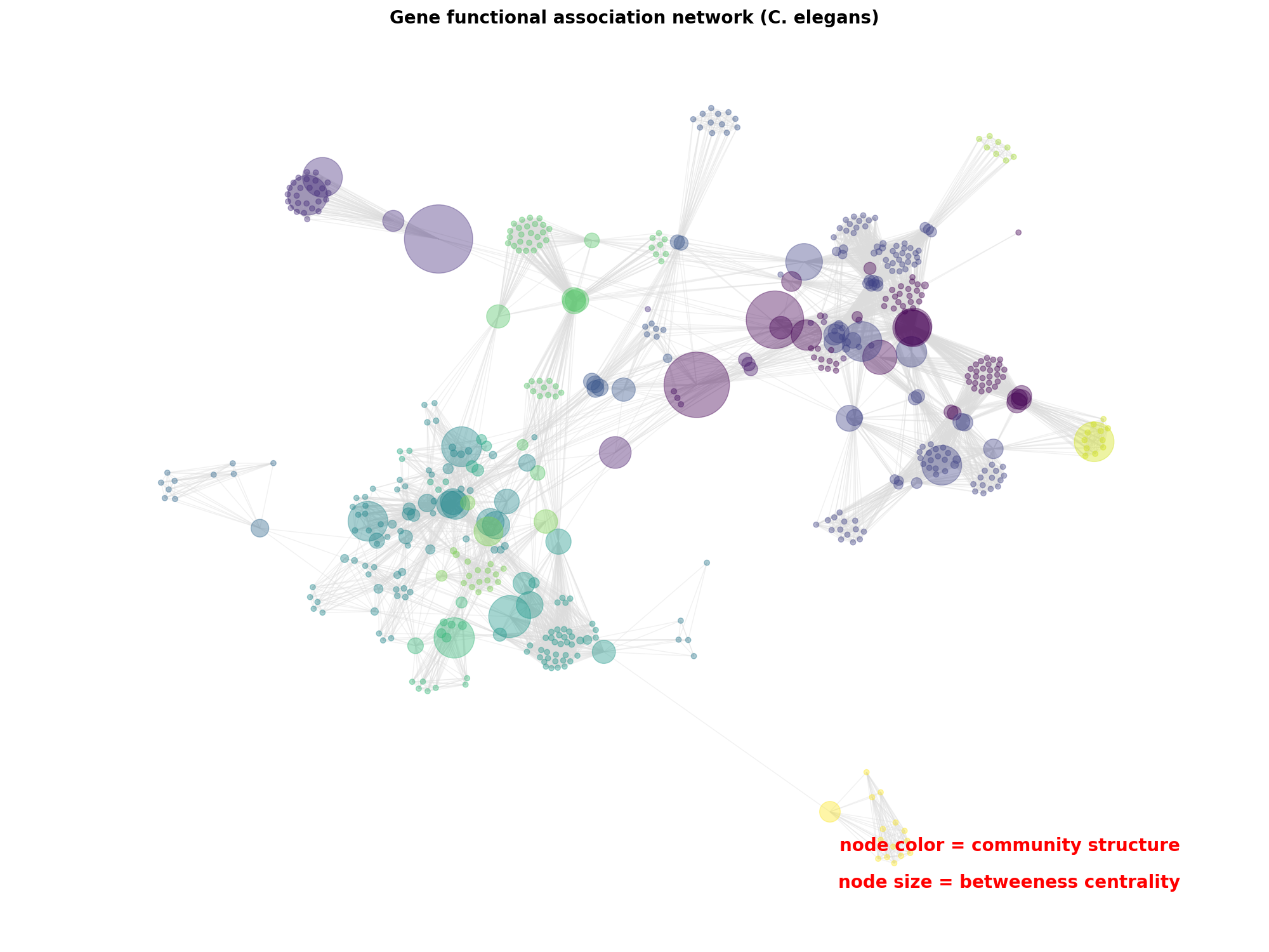 Gene functional association network (C. elegans)