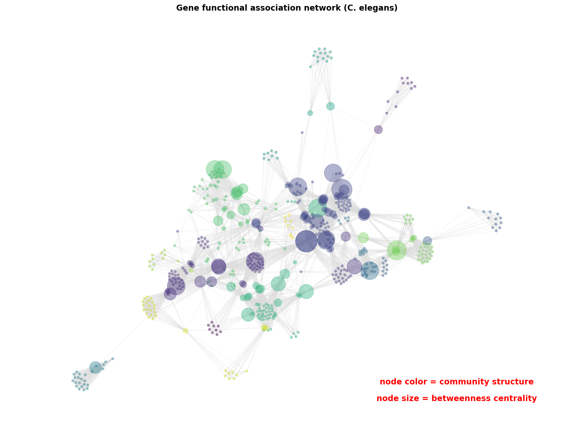 Gene functional association network (C. elegans)