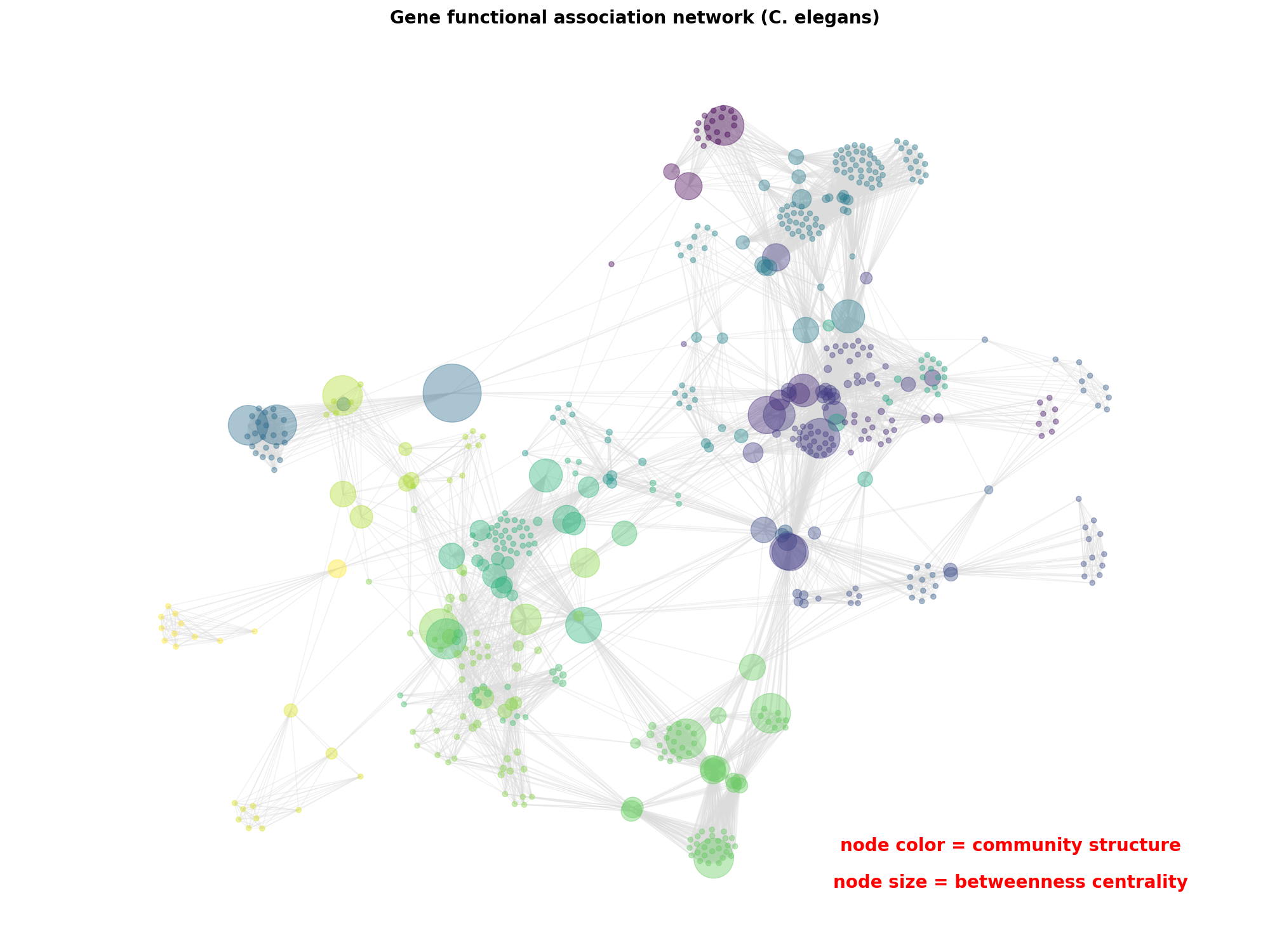 Gene functional association network (C. elegans)