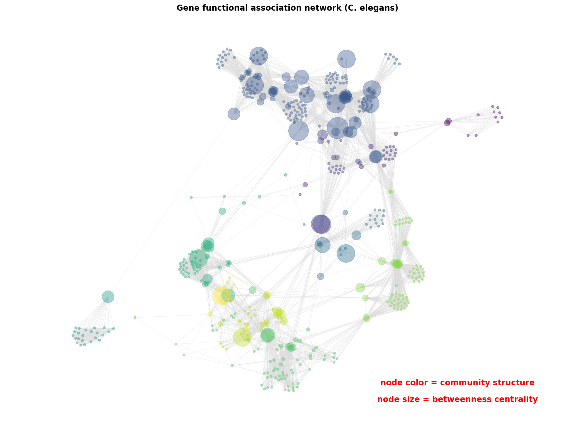 Gene functional association network (C. elegans)