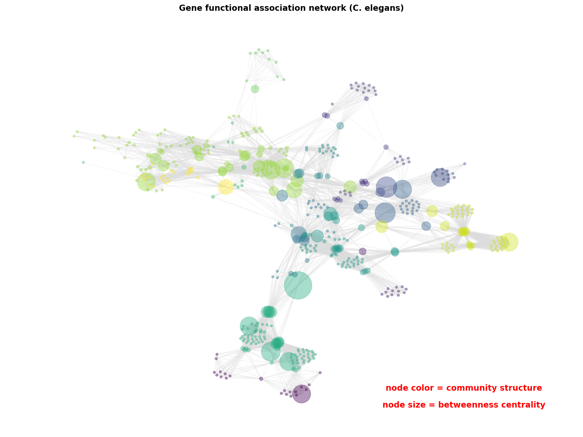 Gene functional association network (C. elegans)