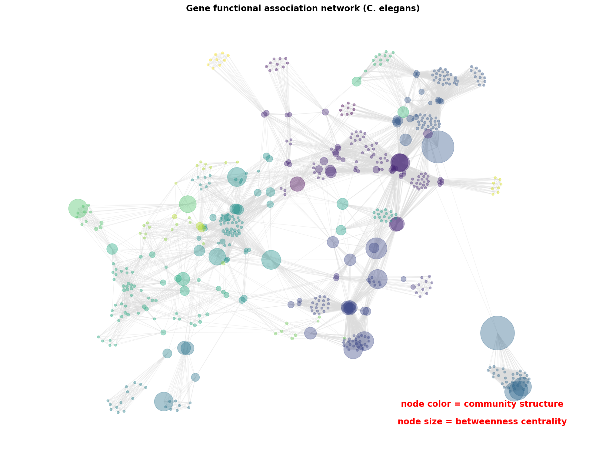 Gene functional association network (C. elegans)