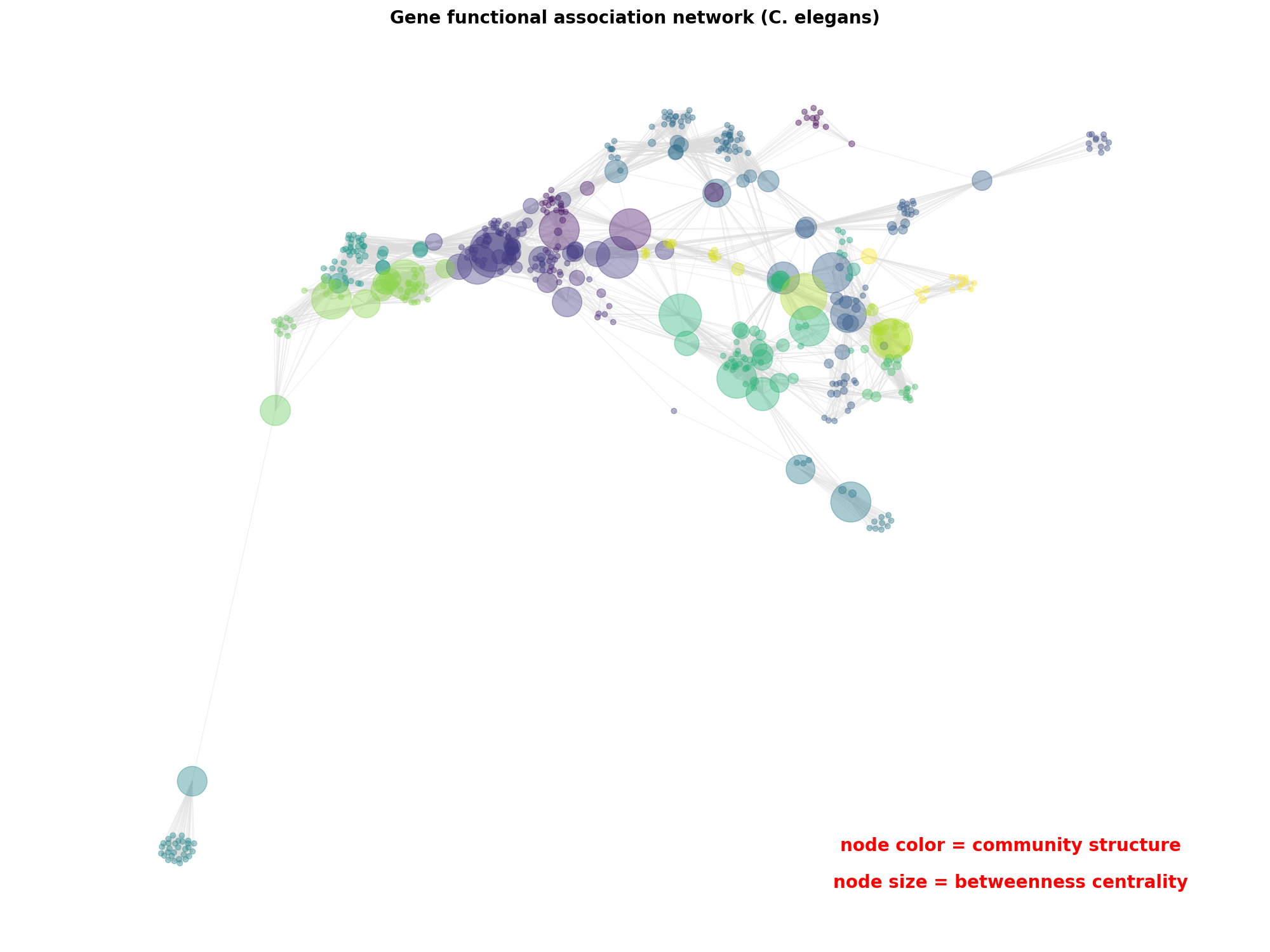 Gene functional association network (C. elegans)