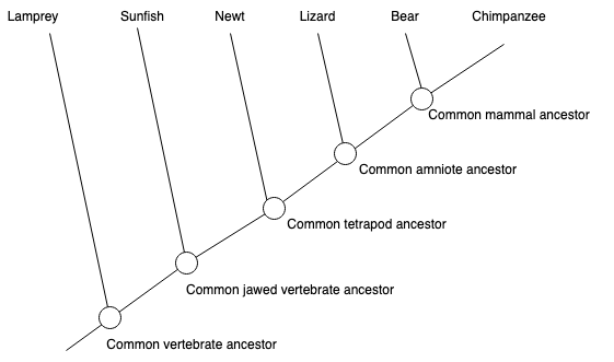 image:evolutionary tree